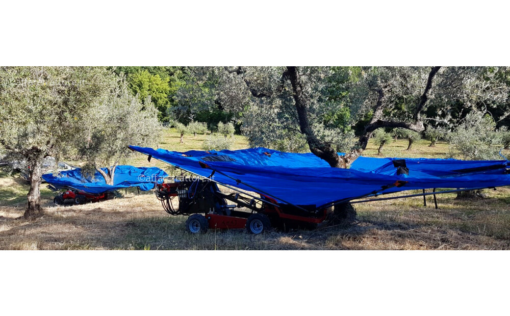 Bosco OliveSpeed 4x4 J Nuovo - 2